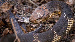 King Cobra caza animales