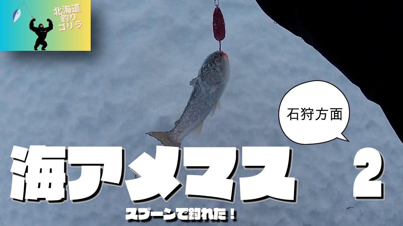 石狩方面！スプーンで海アメマスに挑戦！日本海