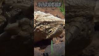 KADAL CERDAS BERPURA PURA MATI AGAR TIDAK DI MANGSA ULAR#shorts #allah #animals
