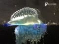 カツオノエボシ - Portuguese man-of-war