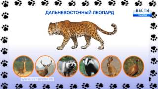Программа "Соседи по планете": дальневосточный леопард Программа "Соседи по планете": дальневосточный леопард