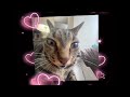 SUGAR CRASH MEME WITH CATS TIKTOK COMPILATION