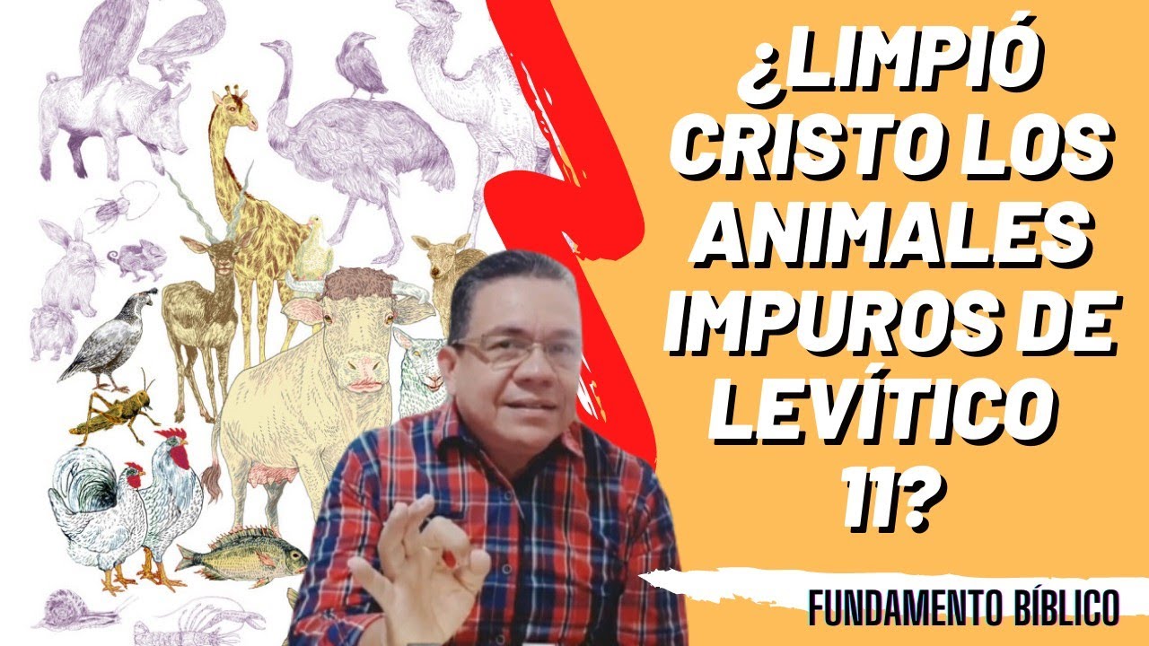 Animales Limpios e Inmundos según Levítico 11 🐷🐖🦐 2020 YouTube Animales Limpios e Inmundos según Levítico 11 🐷🐖🦐 2020 YouTube