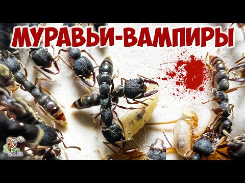 Видео: Дракула-антс ● Муравьи-вампиры ● Stigmatomma reclinatum