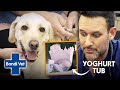 Greedy Labrador in Danger From Eating Plastic Yoghurt Container | Full Episode | E38 | Bondi Vet
