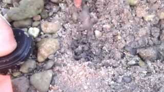 .Clam Shell Farming in Muscat, Oman beach screenshot 5