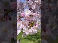 Sakura in Royal Botanical Gardens | cherry blossoms in Canada | Hamilton, Ontario