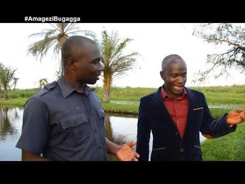 Fish Farming in Uganda at its best AMAGEZI BUGAGGA