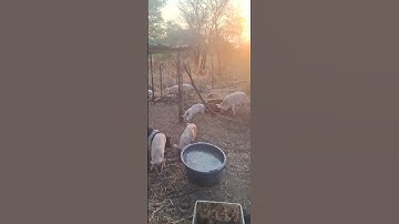 permaculture pig update.