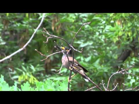 Common Mynah | Обыкновенная майна | Acridotheres tristis 13