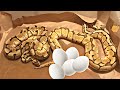 Preparando Ball python hembra para época de reproducción