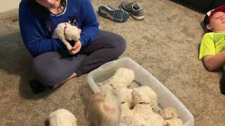 Tickles komondor puppy by Creed Komondor 83 views 2 years ago 15 seconds
