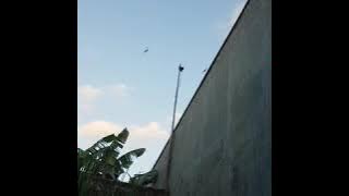 Ciri2 Suara panggil bikin /walet betah /bermain