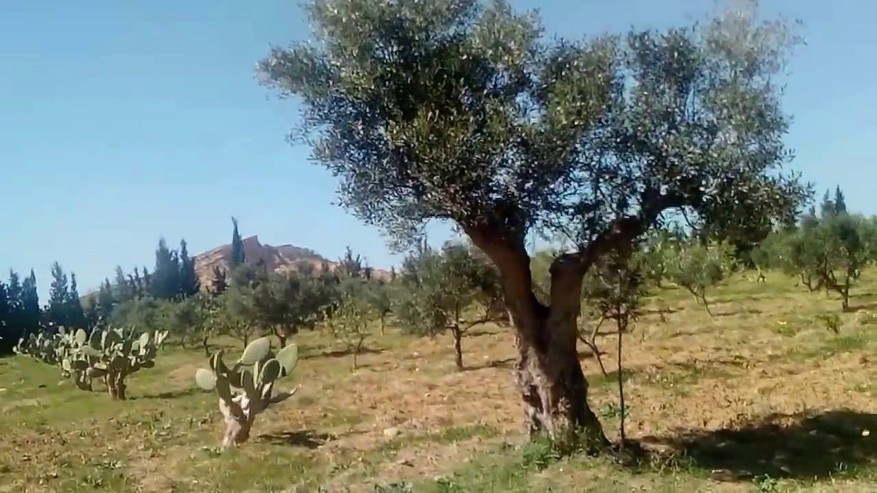 TERRAIN BOUFICHA A VENDRE