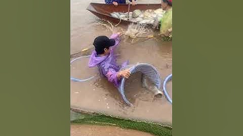 🔴 Trực tiếp thu hoạch Cá Rô Phi & Cá Chép số lượng lớn khu vực Miền Bắc #harvestingfish #ThủySảnWork