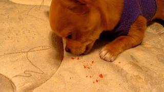 Dog Eating Pop Rocks - YouTube