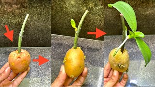 You Will Be Amazed Because Its Magic Helps Propagate Orchids From Flower Twigs Very Fast