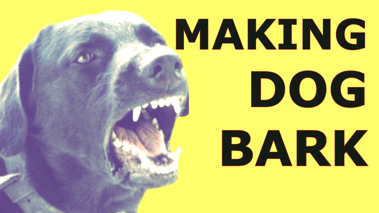 Making Dog Bark ~ Sounds To Make A Dog Bark
