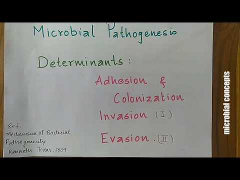 ভিডিও: ব্যাকটেরিয়াল প্যাথোজেনিসিটিতে প্রোফেজের ভূমিকা কী?