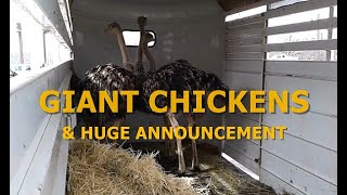 GIANT CHICKENS &amp; Huge Announcement