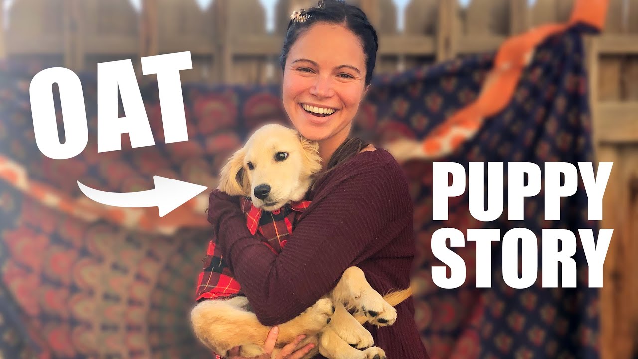 I was NOT prepared for oatmeal as a puppy (storytime)
