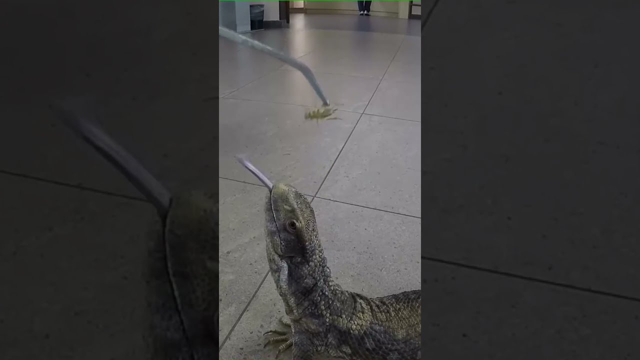 Savannah Monitor 75 Part Shorts