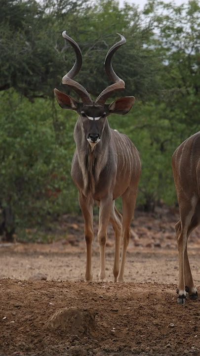 absolutely majestic 🤩 #kudu #hunting