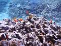 Anemonefish Paradise ＆Beautiful coral Snorkeling video マーレクルーズ 宮古島