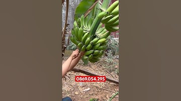 DAO CẮT NẢI CHUỐI CỰC NHANH! Lh 0869.054.295