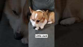 Little Jack