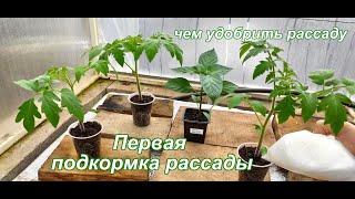 Чем удобрить рассаду. Как подкормить рассаду томатов и перца.