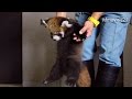 赤ちゃんレッサーパンダは男の子~Red Panda Baby is male