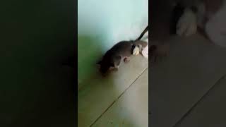 selamat datang di video kami,video kali ini berisikan tentang kucing kami yang masih kecil