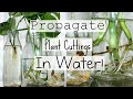 How To Propagate Houseplants From Cuttings | How To Water Propagate Indoor Plants