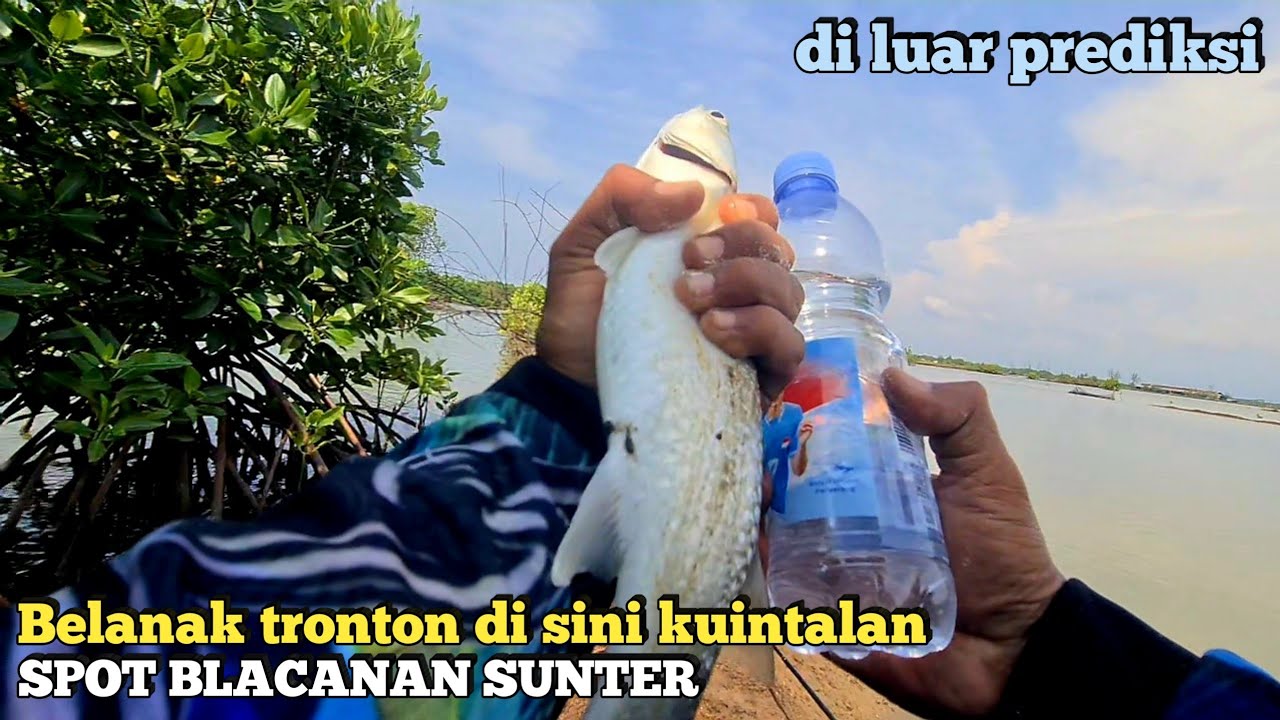 Edyaann !! Spot Dangkal Isinya Ikan Belanak Babon Semua
