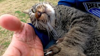 When I was petting the stary cat that came out to get snuggled, it gladly climbed up onto my lap