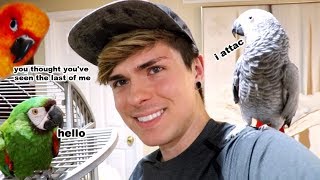 Gypsy Attacked Me Discussing What Happened To Mango