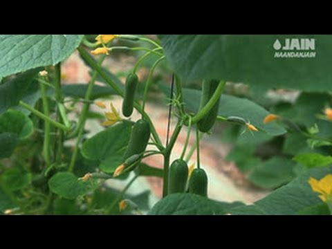 Видео капельное орошение, установка капельного орошения - видео и другое