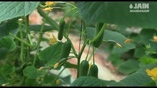 In order to grow high quality greenhouse vegetables and maximize the yield, they must be handled with precision while creating an 