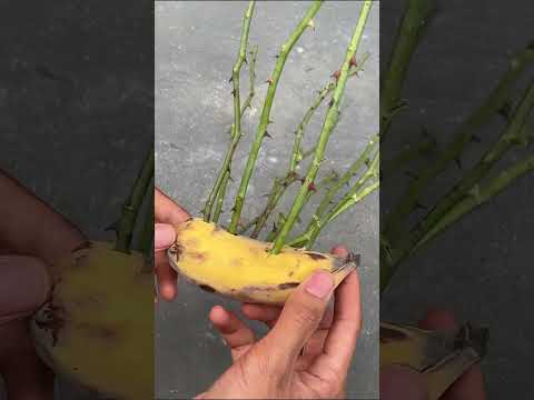 Vidéo: String Of Bananas Plant Care - Apprenez à faire pousser une chaîne de bananes Plante d'intérieur