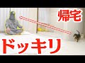 鳥になった飼い主、初めて愛犬に威嚇される