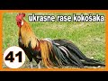 Popularne ukrasne kokoške - predstavljanje 41 rase kokošaka