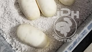 Snake egg DIY incubator - needed equipment and how to..