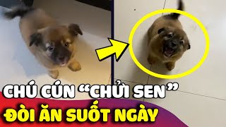 Dấu hiệu cho thấy sen đã NUÔI NHẦM một con báo 'THAM ĂN HAY CÃI' ở trong nhà  | Gâu Đần