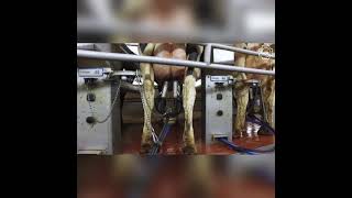 Incredible Smart Cow Farming Technology.