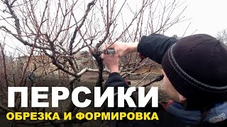 Обрезка персиковых деревьев(Сегодня Вы узнаете : - как подрезать и сформировать персиковые деревья; - что общего у персика и винограда;..., 2017-01-11T14:00:00.000Z)