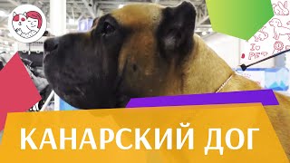 Канарский дог на ilikepet. Особенности породы, уход