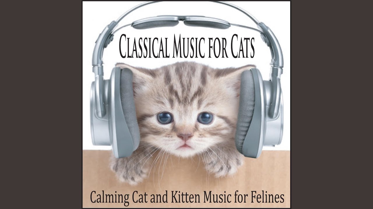 Писк котенка звук слушать. Cat in Headphones. Cat with Headphones.