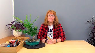 видео: Бонсай из кармоны (ч.2). картинка: Бонсай из кармоны (ч.2).