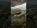 Turtles can breathe through their butts in winter 😱 #animalfacts #nature #shorts When ponds free...